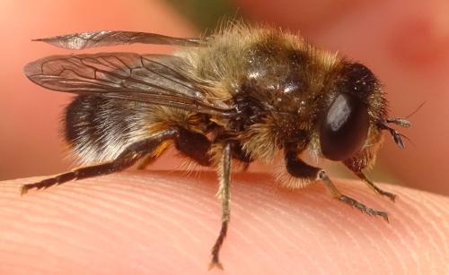 Platynochaetus setosus